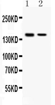 SAFB Antibody
