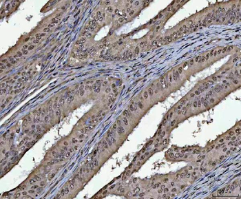 Anti-PC4/SUB1 Antibody