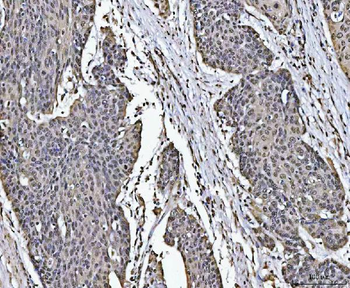Anti-PC4/SUB1 Antibody