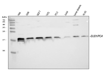 Anti-PC4/SUB1 Antibody