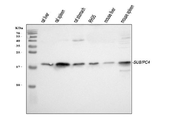 Anti-PC4/SUB1 Antibody