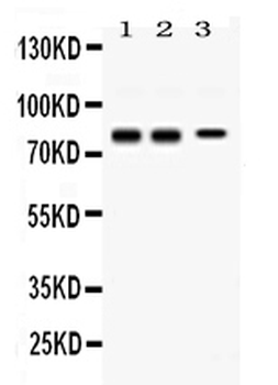Anti-Synapsin I/SYN1 Antibody
