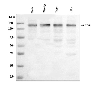 Anti-AFF4 Antibody