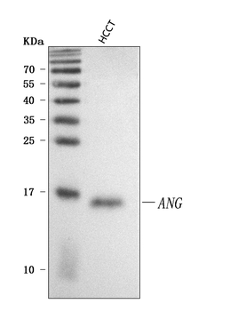Anti-Angiogenin/ANG Antibody