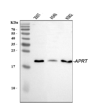 Anti-APRT Antibody