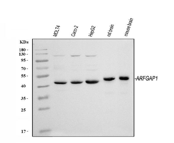 Anti-ARFGAP1 Antibody