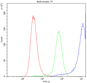 Anti-Calpastatin/CAST Antibody
