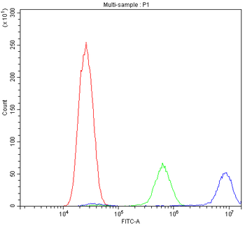 Anti-Calpastatin/CAST Antibody