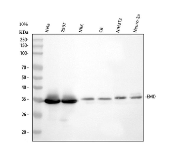 Anti-Emerin/EMD Antibody