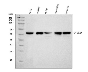 Fibrinogen beta chain/FGB Antibody