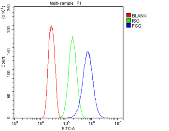 Anti-Fibrinogen gamma chain/FGG Antibody