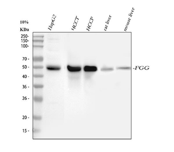 Anti-Fibrinogen gamma chain/FGG Antibody