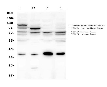 Anti-GAA Antibody