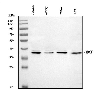 Anti-HDGF Antibody