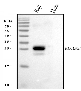 Anti-HLA-DPB1 Antibody