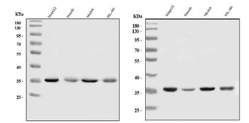 HnRNP A1/HNRNPA1 Antibody