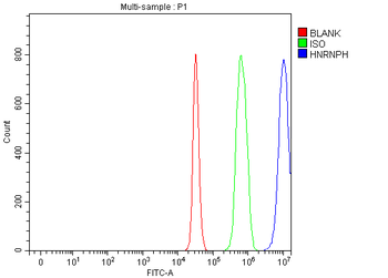 Anti-HnRNP H/HNRNPH1 Antibody