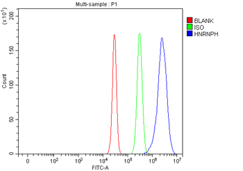 Anti-HnRNP H/HNRNPH1 Antibody