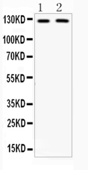CD11b/ITGAM Antibody
