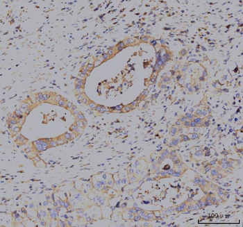 Anti-KCNQ1 Antibody