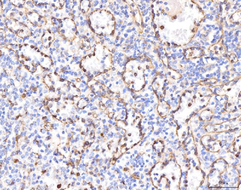 Anti-KCNQ1 Antibody