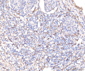 Anti-KCNQ1 Antibody