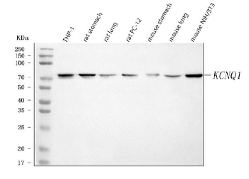 Anti-KCNQ1 Antibody