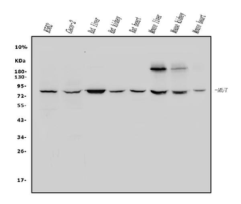Anti-Methylmalonyl Coenzyme A mutase Antibody