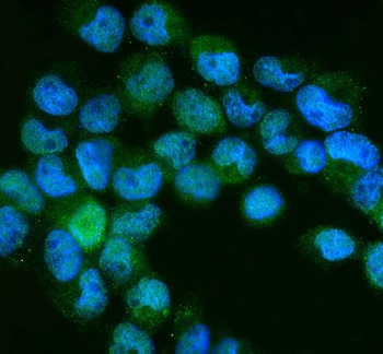 Anti-NEDD8 Antibody