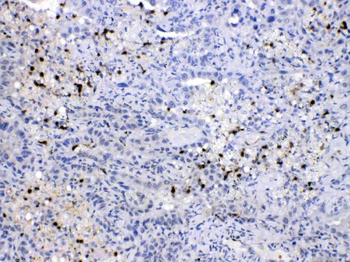 Anti-NEDD8 Antibody