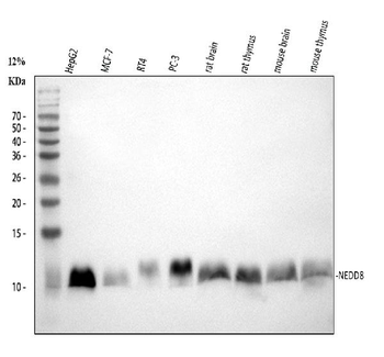 Anti-NEDD8 Antibody