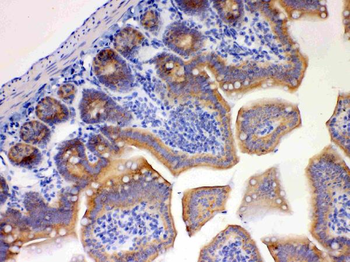 Anti-EBP1/PA2G4 Antibody
