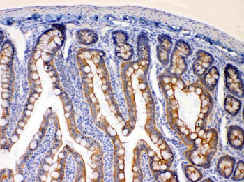 Anti-EBP1/PA2G4 Antibody