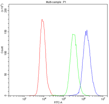 Anti-Nucleoside phosphorylase/PNP Antibody