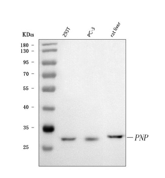 Nucleoside phosphorylase/PNP Antibody