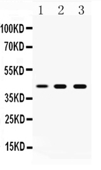 ATTY/TAT Rabbit Polyclonal Antibody