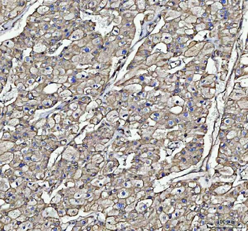 Anti-Beta Tubulin/TUBB Antibody