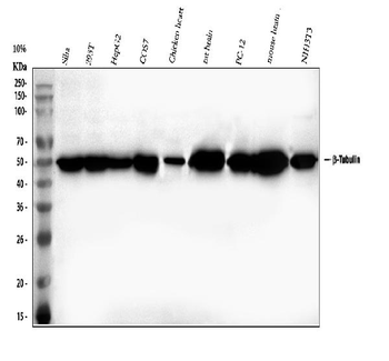 Anti-Beta Tubulin/TUBB Antibody