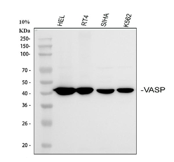 VASP Rabbit Polyclonal Antibody