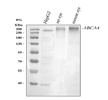 ABCA4 Rabbit Polyclonal Antibody