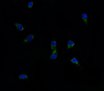 ABCG8 Antibody