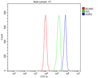 Anterior Gradient 2/AGR2 Antibody