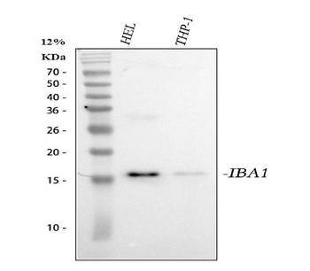 Anti-Iba1/AIF1 Antibody