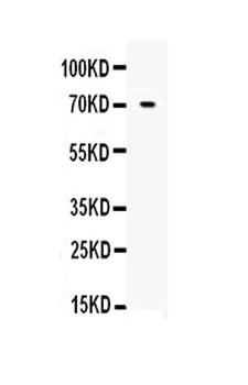 Angiopoietin-1/ANGPT1 Rabbit Polyclonal Antibody