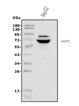 Anti-Angiopoietin-2/ANGPT2 Antibody