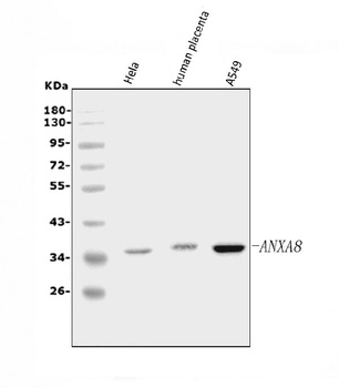 Annexin VIII/ANXA8 Antibody