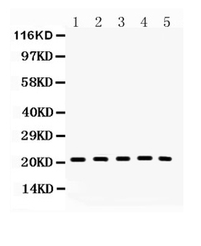 Anti-Bax Antibody