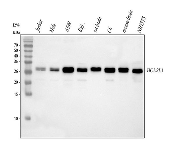 Bcl-XL/BCL2L1 Antibody