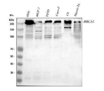 BRCA1 Antibody