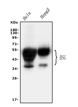 Anti-CD147/Emmprin/BSG Antibody